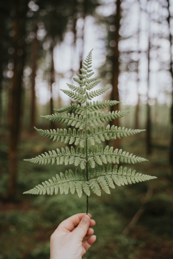 Flow & Forest - One Day Retreat - 13 september