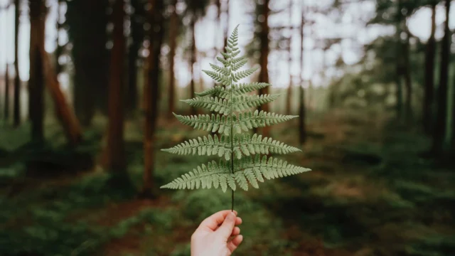 FLOW & FOREST - ONE DAY RETREAT ☾

We hebben nét de piek van de zomer achter de rug dus 20 september duur nog even. Maar op deze mooie nazomerdag vindt het FLOW & FOREST ONE DAY RETREAT plaats die @komorebi.rituals & ik samen geven.

Een dag voor innerlijke flow en diepe verbinding met de natuur! Tijdens dit one day retreat in de sfeervolle yurt van Komorebi Rituals verbinden we twee krachtige elementen: Human Design & Shinrin Yoku (bosbaden).

We starten de ochtend met een verdiepende Human Design workshop. Je ontdekt hoe jouw energie het beste flowt, welke keuzes écht bij jou passen en hoe je meer in lijn met jezelf kunt leven. 

In de middag neemt Jantine je mee het bos in voor een rustgevende Shinrin Yoku sessie. Laat je zintuigen ontwaken, verstil in het moment en ervaar hoe het bos je helpt om te aarden en jouw natuurlijke flow te versterken.

Er is plek voor 8 deelnemers. Zin om mee te flowen in het bos? In m’n bio vind je een link naar meer informatie of om je aan te melden 🌿